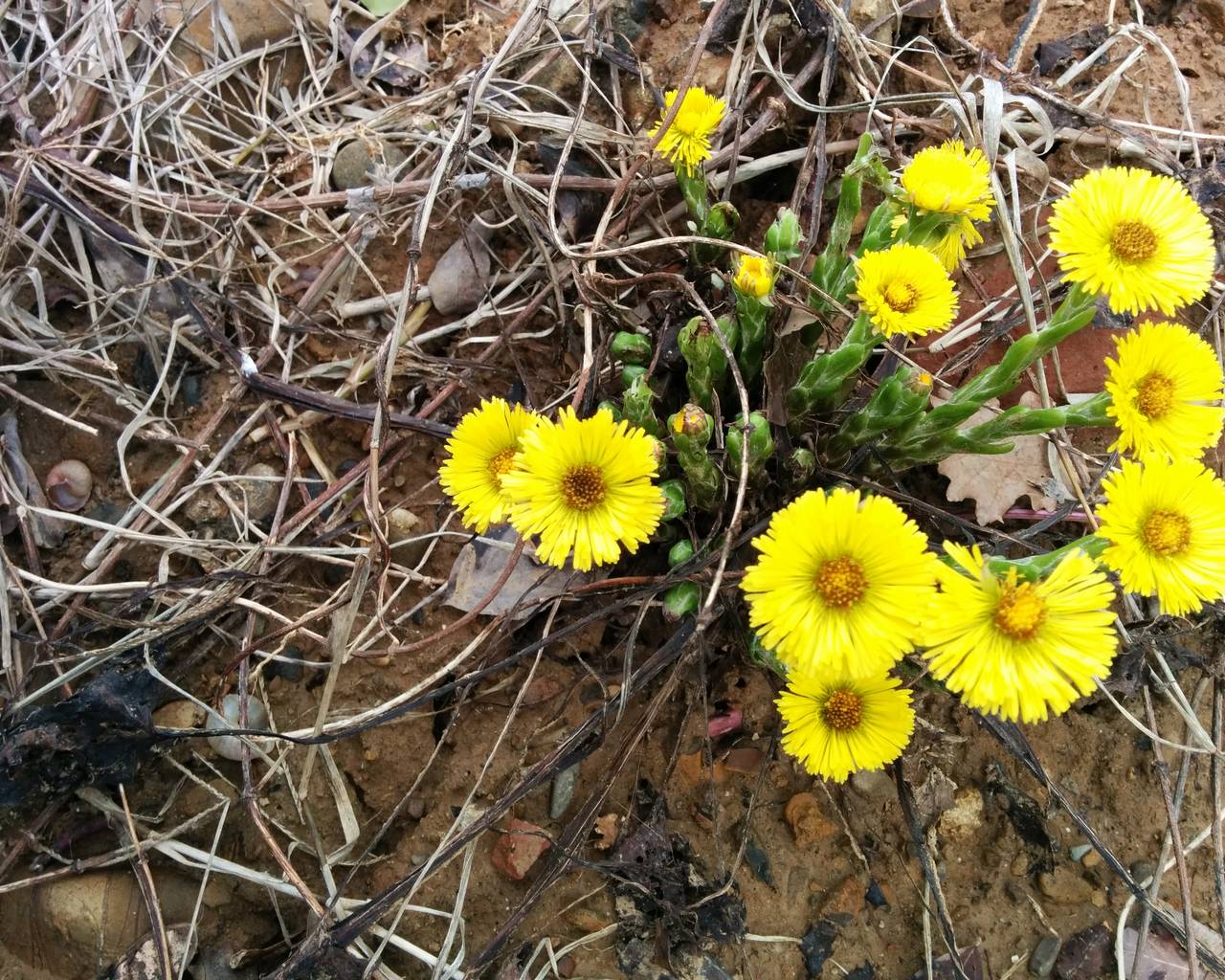 Tussilago farfara / Tossilaggine comune